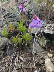 Penstemon aridus