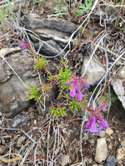 Penstemon aridus