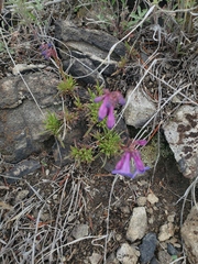 Penstemon aridus