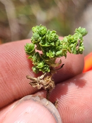Cruciata pedemontana