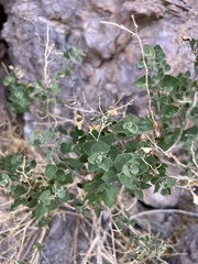 Aloysia wrightii