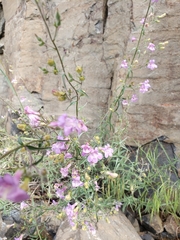 Penstemon triphyllus