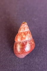 Phasianotrochus bellulus