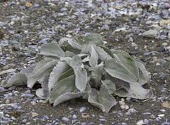 Senecio candidans
