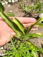 Tradescantia tharpii