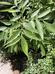 Fraxinus velutina
