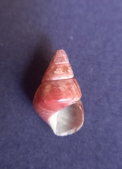 Phasianotrochus bellulus