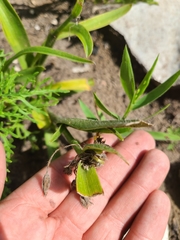 Tradescantia tharpii
