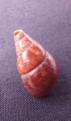 Phasianotrochus bellulus