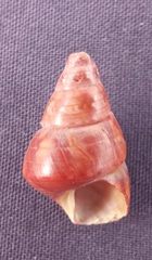 Phasianotrochus bellulus