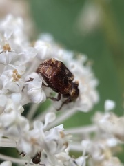 Valgus canaliculatus