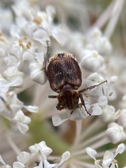 Valgus canaliculatus