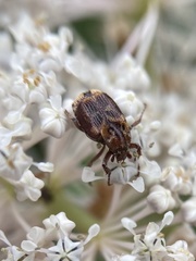 Valgus canaliculatus