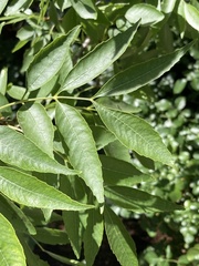 Fraxinus velutina