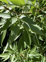 Fraxinus velutina