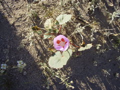 Eremalche rotundifolia