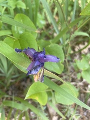 Iris sanguinea