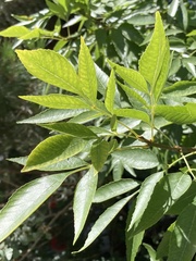 Fraxinus velutina