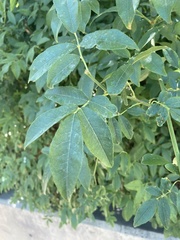 Fraxinus velutina
