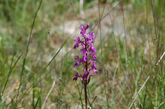 Anacamptis palustris