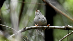 Uropsila leucogastra