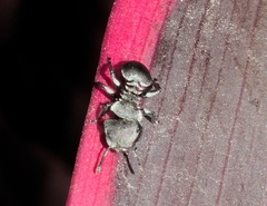 Cephalotes