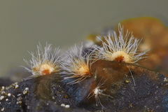 Volutella ciliata
