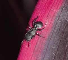 Cephalotes
