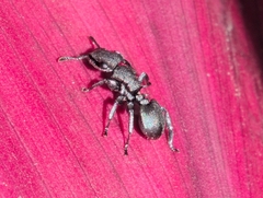 Cephalotes