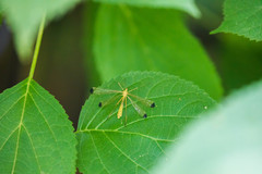 Hylobittacus apicalis