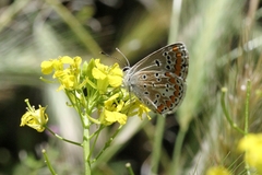 Aricia agestis