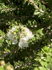 Myrtus