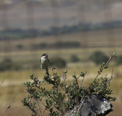 Lanius senator badius