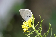 Celastrina argiolus