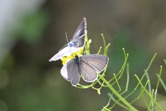 Celastrina argiolus