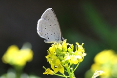 Celastrina argiolus