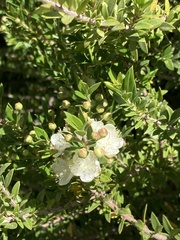 Myrtus