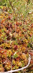 Sphagnum magellanicum