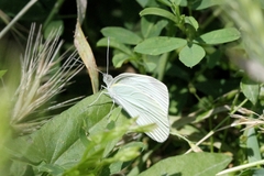 Pieris rapae