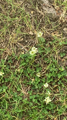 Trifolium repens