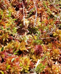 Sphagnum magellanicum