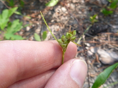 Carex tenax