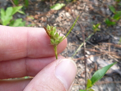 Carex tenax