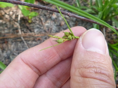 Carex tenax