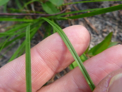 Carex tenax