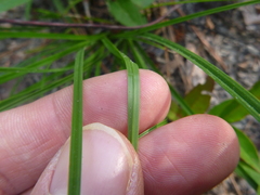 Carex tenax