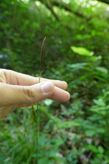 Carex laevigata