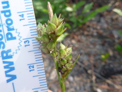 Carex tenax