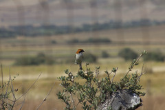 Lanius senator badius