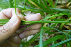 Carex laevigata
